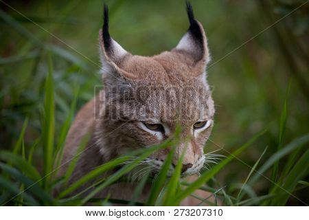 Abordable Eurasian Lynx, Portrait In Summer Field