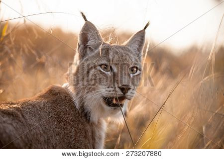 Abordable Eurasian Lynx, Portrait In Autumn Field