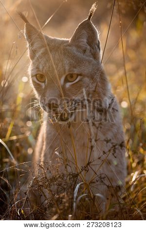 Abordable Eurasian Lynx, Portrait In Autumn Field