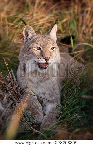 Abordable Eurasian Lynx, Portrait In Autumn Field