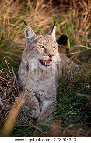 Abordable Eurasian Lynx, Portrait In Autumn Field