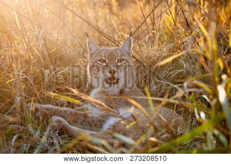 Abordable Eurasian Lynx, Portrait In Autumn Field