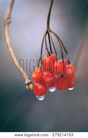A Branch Of A Guelder Rose With Red Berries On Which A Drop Of Rain Is Visible