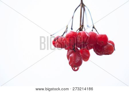 A Branch Of A Guelder Rose With Red Berries On Which A Drop Of Rain Is Visible