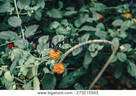 Blue And White Butterfly Sits Atop A Orange Flower In A Butterfly Garden In The Spring