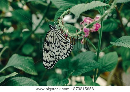 White Tree Nymph Butterfly In A Butterfly Garden In The Spring