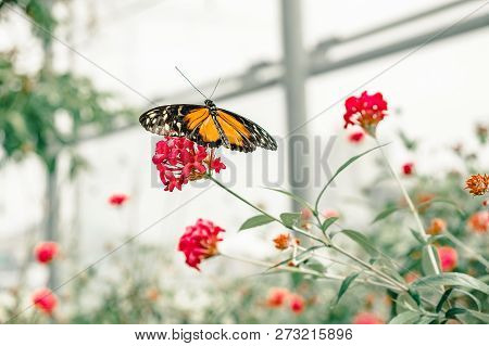 Tiger Longwing Butterfly, Orange, Black And White, Sits Atop A Pink Flower In A Butterfly Garden In 
