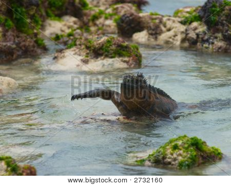 Kayaların deniz Iguana