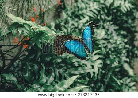 A Blue Morpho Butterfly With Open Iridescent Blue Wings Sits On Top Another Blue Morpho Butterfly Wi