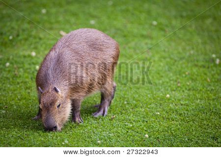 Capybara (Hydrochoerus hydrochaeris) græsning på frisk grønt græs