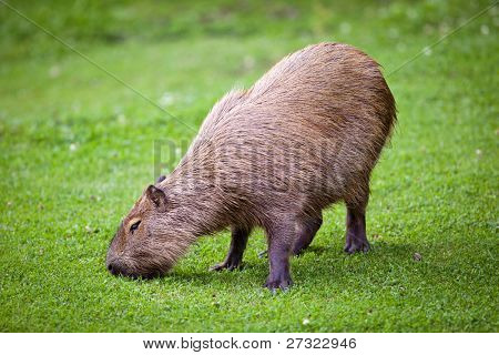 Capybara (Hydrochoerus hydrochaeris) græsning på frisk grønt græs