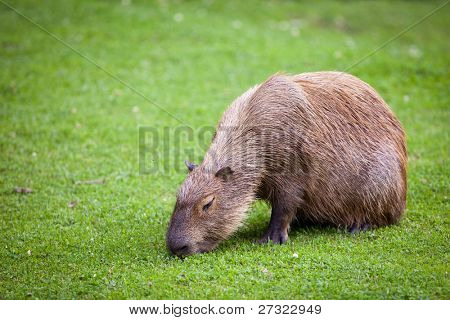 Capybara (Hydrochoerus hydrochaeris) græsning på frisk grønt græs
