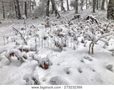 Snowfall. Snow Covered Trees And Autmn Leaves In The Ground In The Snowfall. Winter In Mountain Ski 