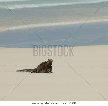 Beach deniz Iguana