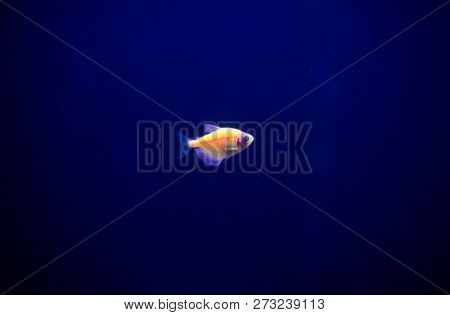 One Little Fish Ternary In A Dark Aquarium
