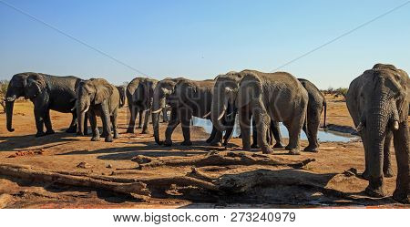 Landscape View Of A Herd Of Elephants Standing With The Camp Waterhole In The Background Against A P