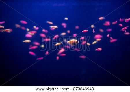Blurred Background. Many Small Fish Ornatus In A Dark Aquarium. Ternary In The Aquarium