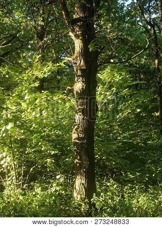 Sunlight Through Oak Leaves In Summer, Moscow