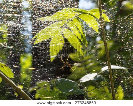 Multicolor Spiderweb (family Linyphia) Illuminated By The Sun In A Dark Forest