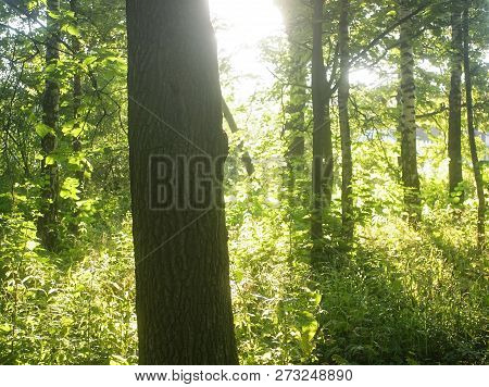 Sunlight Through Oak Leaves In Summer, Moscow