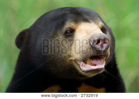 Sun Bear
