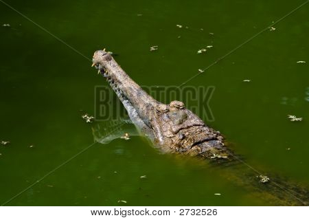 Gavial
