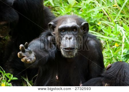 chimpanse