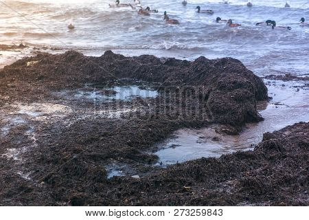 Sea Birds Ducks And Seagulls Swim In The Sea. Kamka Seaweed On The Sand Beach At Sunset.