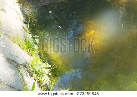 Tadpoles Family And Green Nature Background In The Water