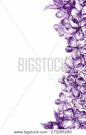 Hand Drawn Charcoal Pencil Edging Lilac Flowers Of The Pulm Blossoms, Leaves, Petals And Buds In Vin