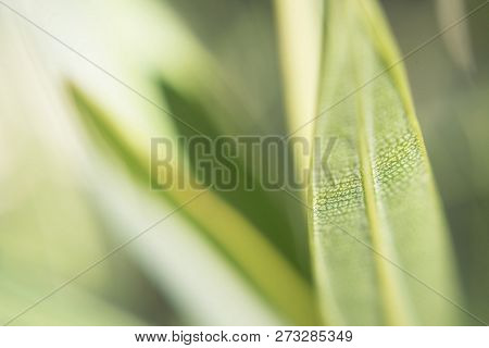 Green Long Thin Casting Texture Of Leaves In Streaks Macroshooting