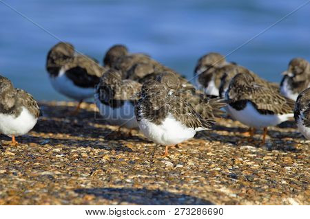 Turnstones At Lepe Beach On The Uk South Coast