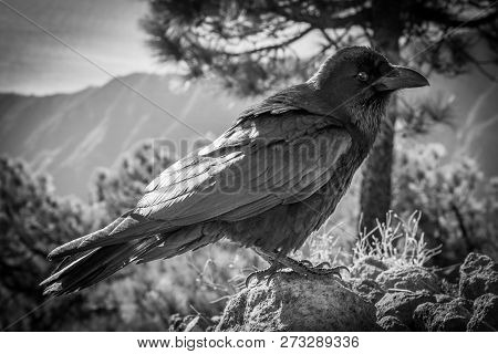 Curious Black Crow In Front Of A Mountain Scenery