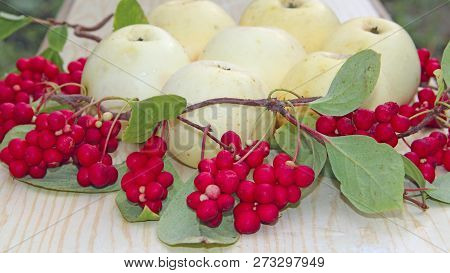 White Apples And Schisandra. Still Life With Ripe Schizandra And Apple