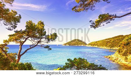 Elba Island Sea, Portoferraio Viticcio Beach Coast And Mediterranean Pine Trees Tuscany, Italy, Euro