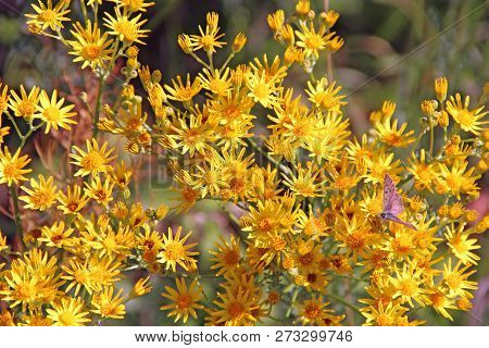 Yellow Senico Jacobaea Blossoming In Garden. Jacobaea Vulgaris Blooming In Field