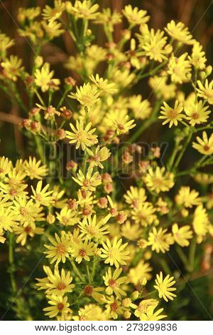Yellow Senico Jacobaea Blossoming In Garden. Jacobaea Vulgaris Blooming In Field