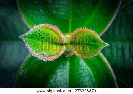 A Wallpaper Of Some Leaves Macro Capture