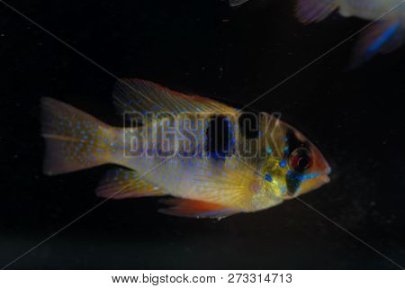 Ram Chilid (mikrogeophagus Ramirezi)