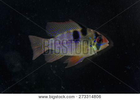 Ram Chilid (mikrogeophagus Ramirezi)