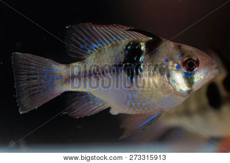 Ram Chilid (mikrogeophagus Ramirezi)
