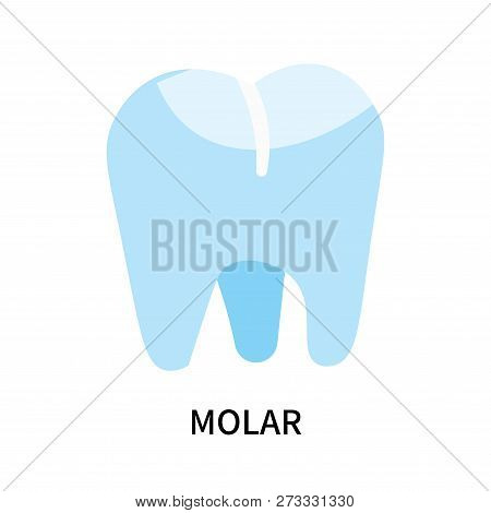 Molar Icon Isolated On White Background. Molar Icon Simple Sign. Molar Icon Trendy And Modern Symbol