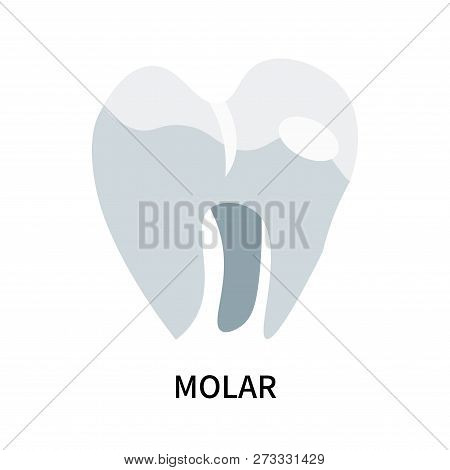 Molar Icon Isolated On White Background. Molar Icon Simple Sign. Molar Icon Trendy And Modern Symbol