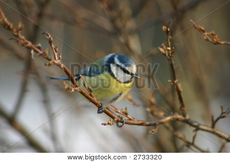 Parus Caeruleus
