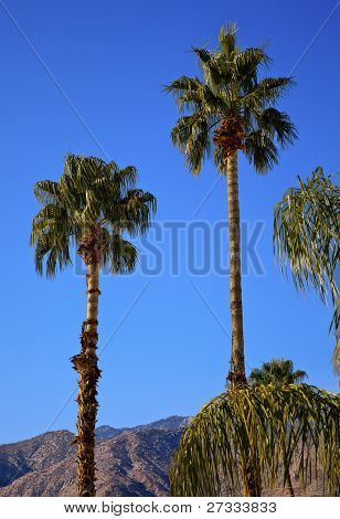 Palmy stromy Palm Springs Kalifornie