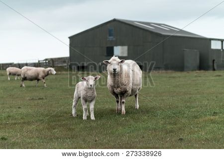 Sheep And New Lambs On Farm In New Zealand