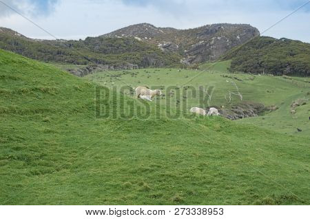 Sheep And New Lambs On Farm In New Zealand