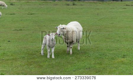 Sheep And New Lambs On Farm In New Zealand