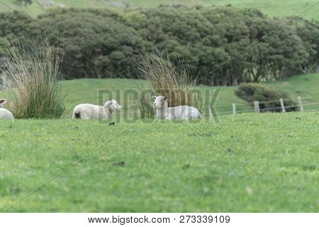Sheep And New Lambs On Farm In New Zealand