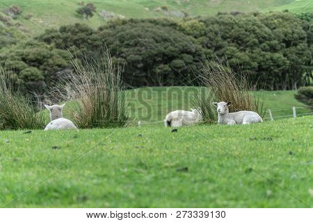 Sheep And New Lambs On Farm In New Zealand